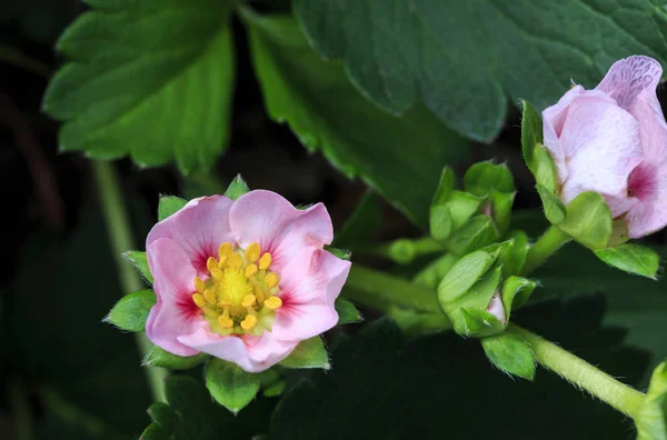 Obrázek Krásný Jahodový Růžový Květ Který Rostlin Hybridní Jahodový — Stock fotografie