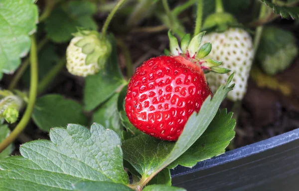 Fully Grown Ripe Strawberry Fruit Green Strawberry Plant Genus Fragaria — Stock Photo, Image