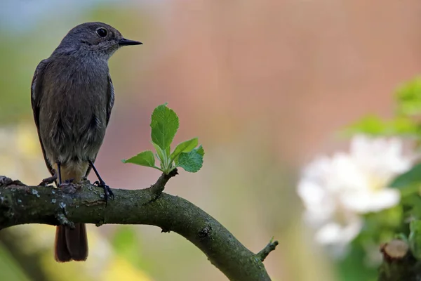 Dişi Bahçe Phoenicurus Phoenicurus Çiçek Açan Elma Ağacında Döndürdü — Stok fotoğraf