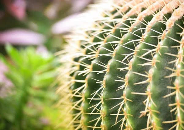 Flor Cactus Barril Dorado Cerca Planta Cactus Verde Redondo Con — Foto de Stock