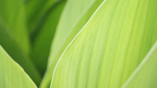 Yeşil Yaprak Arka Plan Doğa Çerçeve Yeşil Güzel Bitki Yaprakları — Stok fotoğraf