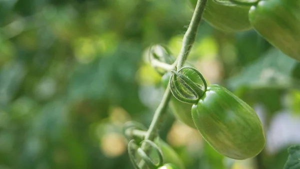 Tomatoes on vine / Green tomatoes on vine tree nature background - fruit tomatoes growing in organic vegetables farm green house