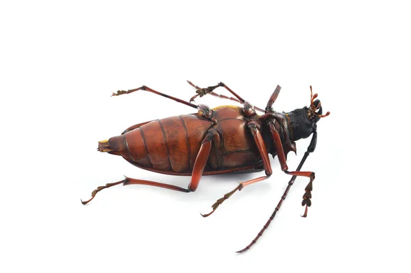 昆虫尸体被隔离 昆虫尸体在白色背景下被隔离 猪甲虫科 — 图库照片