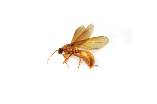 Formigas Subterrâneas Isoladas Insetos Subterrâneos Dourados Mosca Cavalo Isolada Fundo — Fotografia de Stock