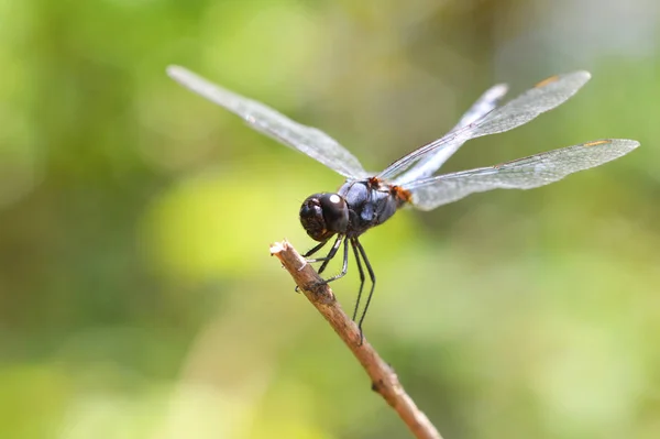 Vážky Větvi Černý Hmyz Vážky Odpočívající Strom Krásná Příroda Zelené — Stock fotografie