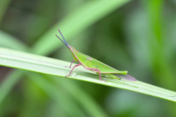 Gafanhoto Verde Folha Pequeno Campo Gafanhoto Verde Planta Natureza Borrão — Fotografia de Stock