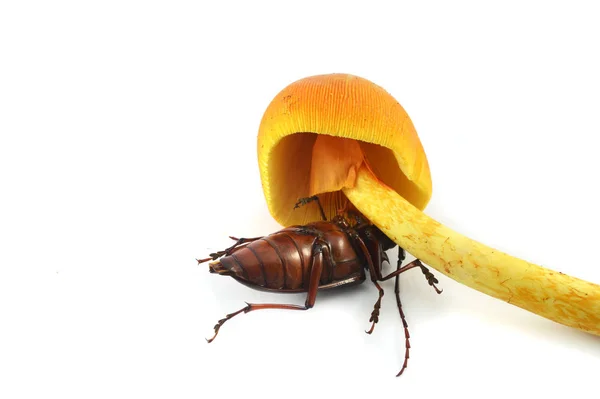 昆虫と黄色のキノコ 野生のキノコの下の茶色のカブトムシのバグ 昆虫は白い背景に隔離された毒キノコを食べる — ストック写真
