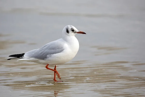 Gaviota Naturaleza Mar —  Fotos de Stock