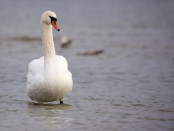 海の中の野生の白い白鳥 — ストック写真