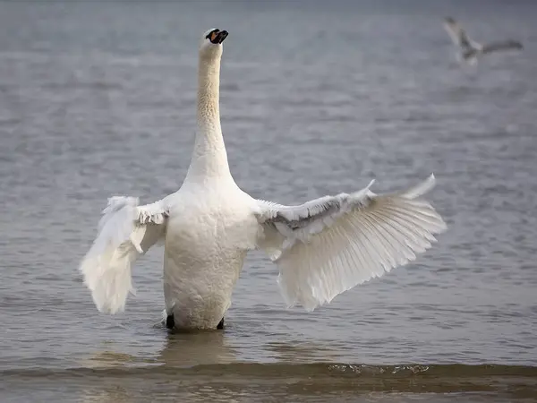 White Swan Wild Sea — Stock Photo, Image
