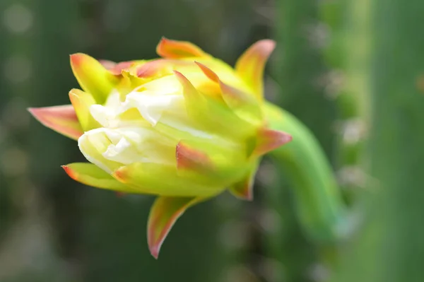 Kaktusblomst Vakker Blomstring Kaktustre Nært Opp Fargerik Blomsterkaktus Som Vokser – stockfoto