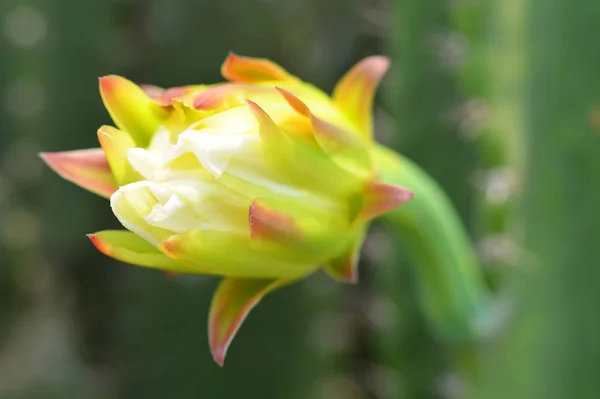 サボテンは サボテンの木に美しい花の花 夏の庭の緑の背景をぼかしで成長しているカラフルな植物花サボテンを閉じる — ストック写真