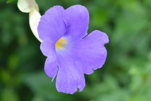 チョウマメ チョウマメ花紫色の緑の自然背景 バイオレット Pigeonwings 花チョウマメ チョウマメの花 — ストック写真
