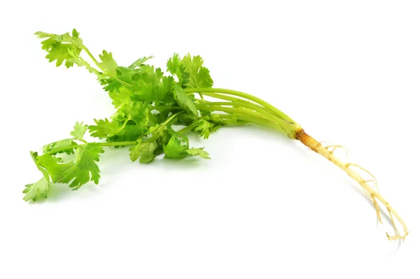 香菜分离的 关闭新鲜的绿色香菜蔬菜隔离在白色背景 — 图库照片
