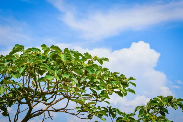 Baum Und Äste Blauer Himmel Sommer Natürliche Sonnenstrahlen Mit Blauen — Stockfoto