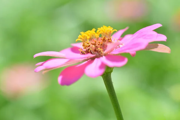 ピンク ジニアの花々 ピンク ジニアの花々のクローズアップ — ストック写真