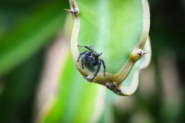 Aranha Preta Pequena Salto Aranha Empoleirada Planta Verde Fundo Natureza — Fotografia de Stock