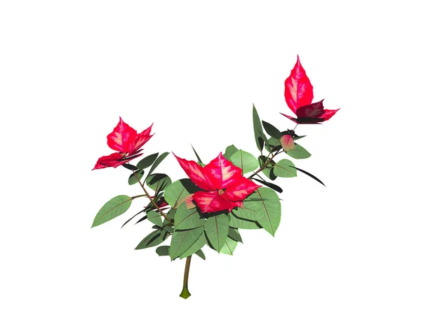 Κόκκινο Πράσινο Φυτό Poinsettia — Φωτογραφία Αρχείου