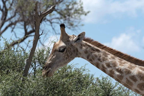 Jirafa Comer Hojas Gran Arbusto Botswanagiraffe Comer Hojas Gran Arbusto — Foto de Stock