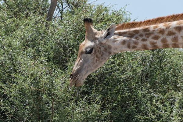 Жирафи Їдять Листя Великого Куща Ботсванаґіраф Листя Великого Куща Ботсвана — стокове фото