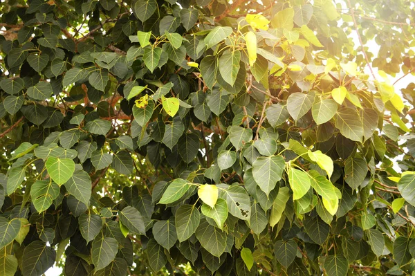 Bodhi Peepal Leaf Background Grünes Bodhi Leaf Tree Sunlight Temple — Stockfoto