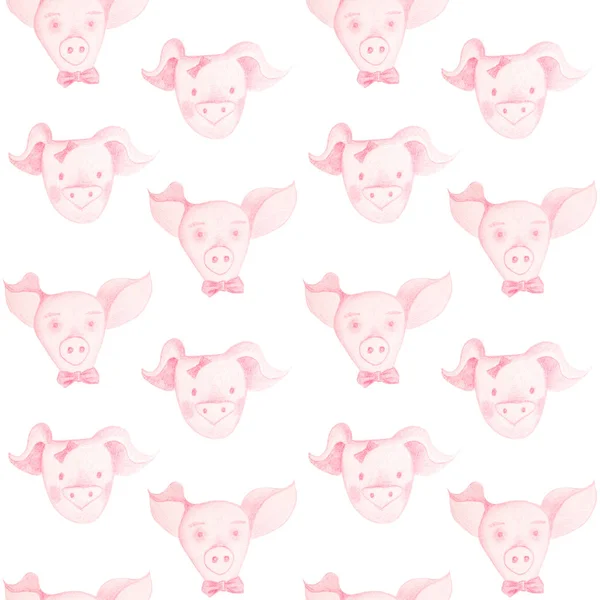 Girl Pig Bow Boy Pig Bow Tie Isolated Muzzle Pigs — Stock Photo, Image