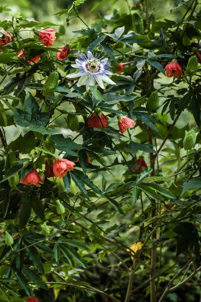 ジョージア州バトゥミの素晴らしい植物公園 — ストック写真