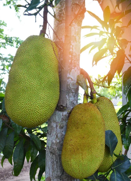 Jackfruit Albero Giovane Jackfruit Verde Che Cresce Sull Albero Tropicale — Foto Stock