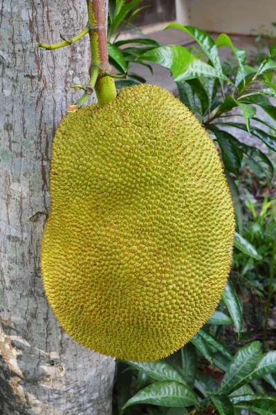 Jackfruit Albero Giovane Jackfruit Verde Che Cresce Sull Albero Tropicale — Foto Stock