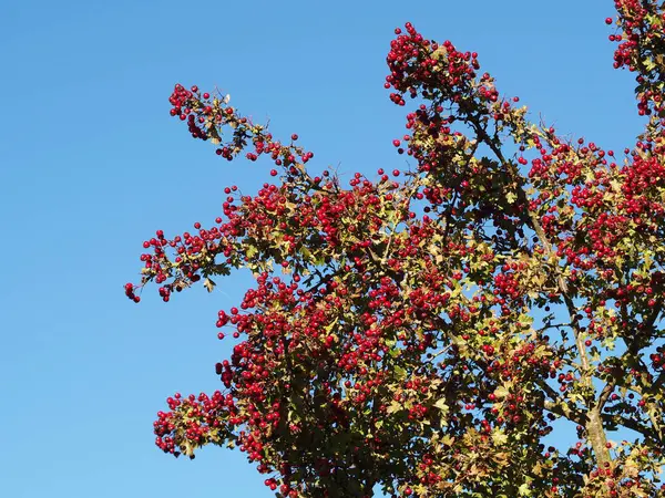 Dense Red Berries Hawthorn Crataegus Tree Autumn Blue Sky — Stock Photo, Image