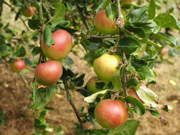 Rostiga Äpplen Som Mognar Ett Träd Fruktträdgård Hösten — Stockfoto