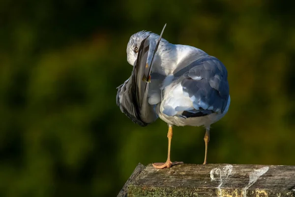 Primer Plano Gaviota Pie Muelle Gaviota Techo Cerca Del Lago — Foto de Stock