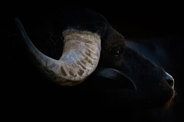 Cabeça Búfalo Água — Fotografia de Stock