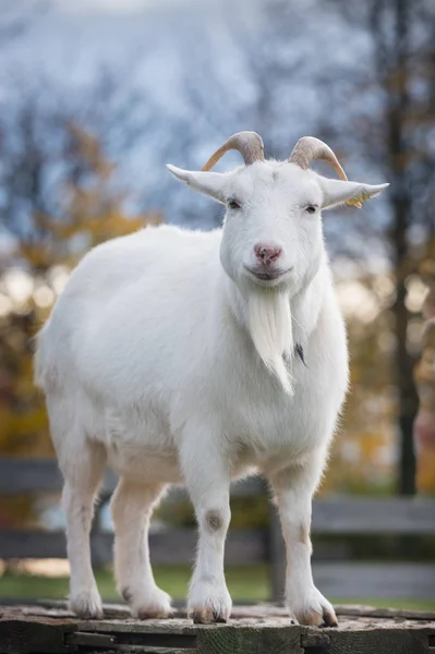Goat Pasture Land — Stock Photo, Image