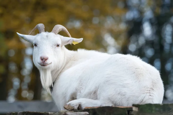 Chèvre Sur Pâturage — Photo