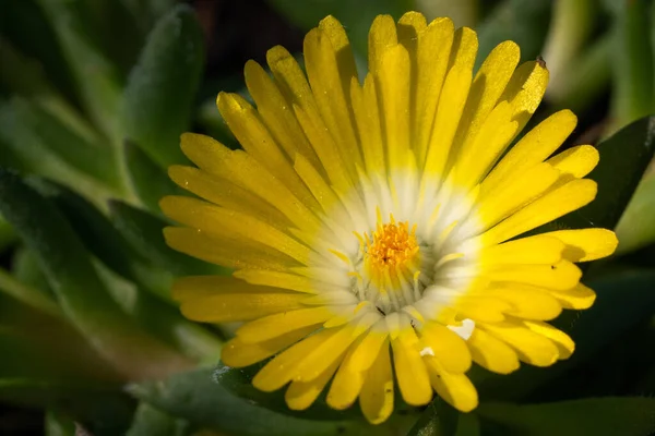 Fiore Mezzogiorno Delosperma Congestum Primo Piano Della Testa Del Fiore — Foto Stock