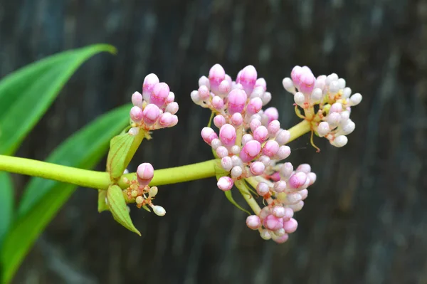 Medinella Magnifica Blomma Trädgården Detalj Vitt Och Rosa Medinella Magnifica — Stockfoto