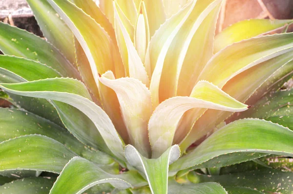 Γιγαντιαία Φυτά Αλόης Βέρα Πράσινο Φυτό Μεγάλης Αλόης Βέρα Αγκάθι — Φωτογραφία Αρχείου