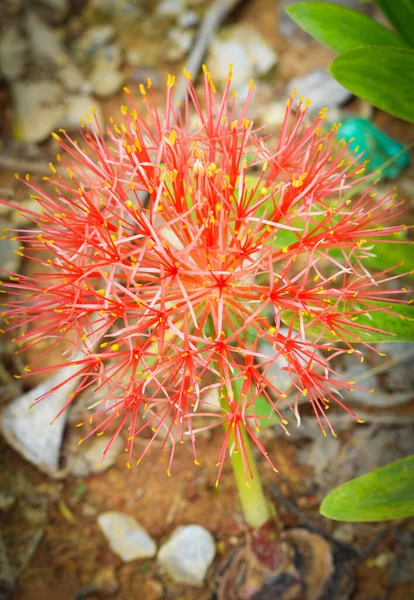 Flor Spiky Vermelha Close Flor Spiky Crescendo Jardim Primavera — Fotografia de Stock