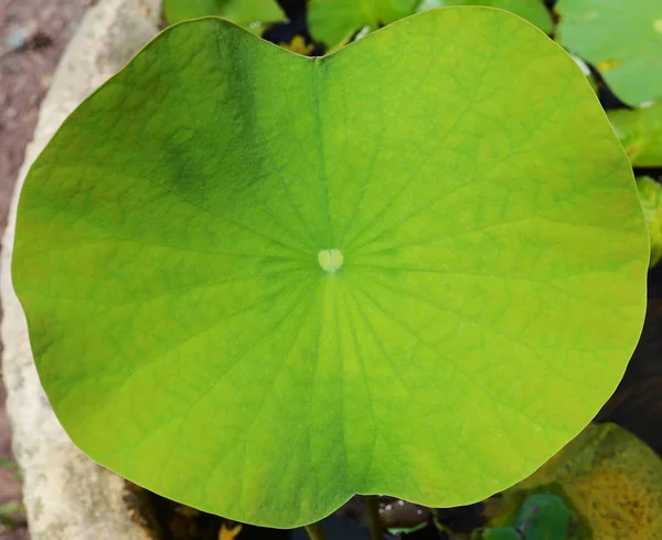 Foglia Loto Acqua Stagno Primo Piano Acqua Giglio Foglia Verde — Foto Stock