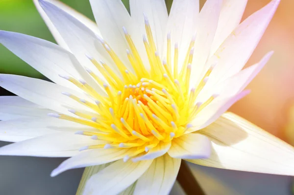 Водяной Лилии Цветок Пруду Закрыть Красивый Белый Цветок Воды Лилии — стоковое фото