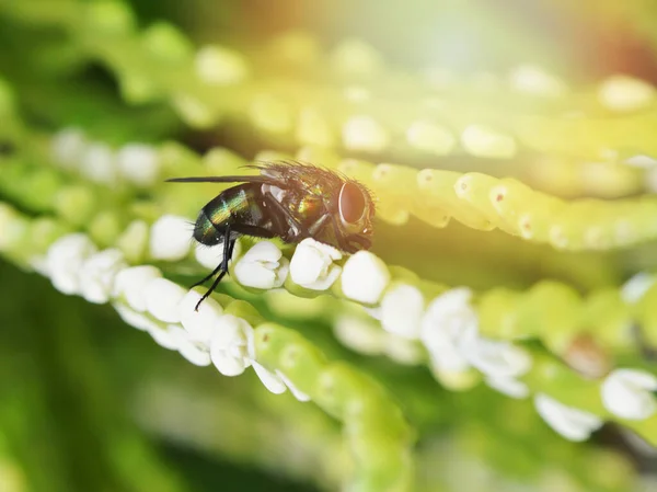 Vliegen Insect Groene Natuur Achtergrond Groene Plant Met Vliegen Insecten — Stockfoto