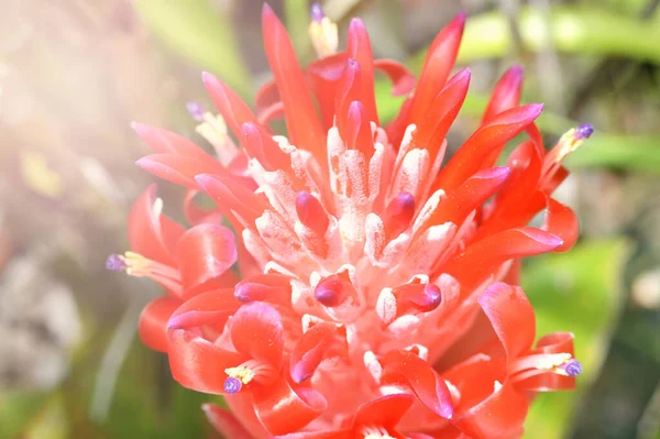 Bromeliad Κόκκινο Λουλούδι Εσωτερικη Του Bromeliad Φυτό Κόκκινο Λουλούδι Στον — Φωτογραφία Αρχείου