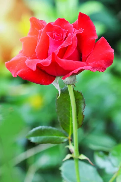Rosa Fiore Pianta Natura Sfondo Colorato Rosso Rosa Fiore Non — Foto Stock
