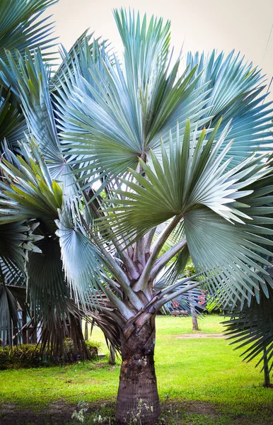 Grande Palma Foglia Nel Giardino Del Parco Piante Ornamentali Palma — Foto Stock