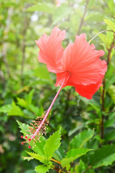 Hibiscus Rouge Fleur Rouge Sur Arbre Fleurissant Dans Jardin Naturel — Photo