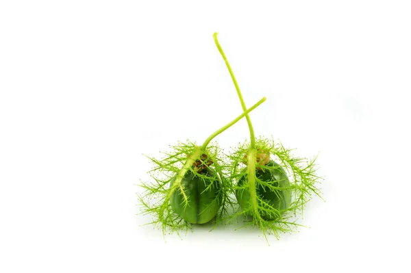 Passiflora Foetida Scarletfruit Passie Bloem Groen Cherry Wilde Vruchten Geïsoleerd — Stockfoto