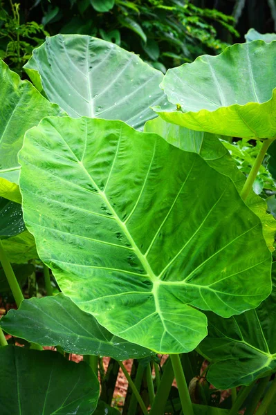 Jätte Taro Blad Araceae Gröna Växter Vatten Ogräs Tropisk Skog — Stockfoto