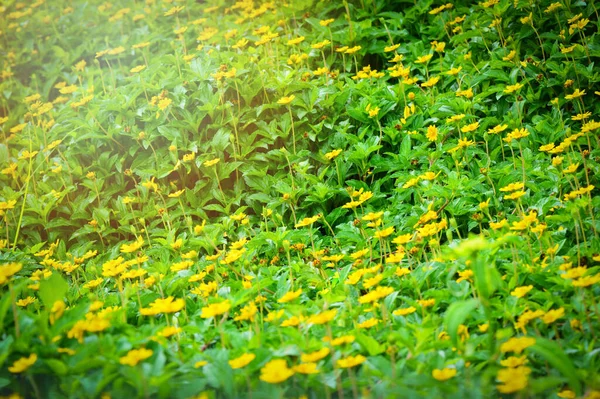 Singapore Dailsy Com Folha Verde Sobre Planta Natureza Verde Campo — Fotografia de Stock