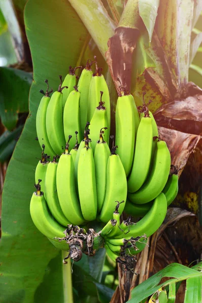 Μπανάνα Δέντρο Πράσινη Δέσμη Των Πρώτων Μπανανιά Στο Περιβόλι Κήπων — Φωτογραφία Αρχείου